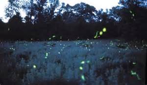 fireflies aka lightning bugs