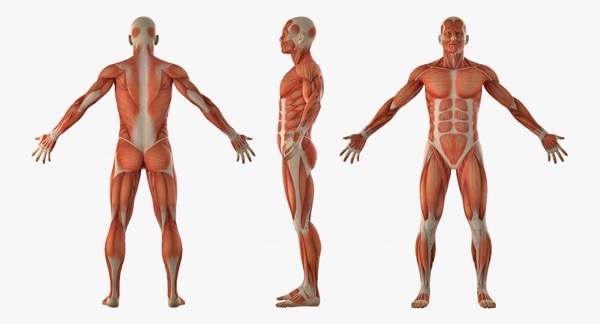 Anatomy male muscular system rigged 02
