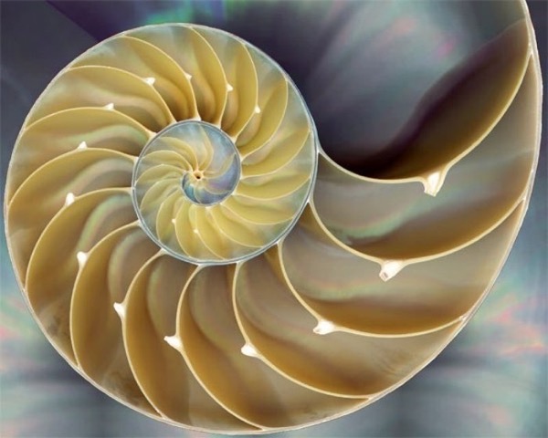 Fibonacci sequence nautilus shell1
