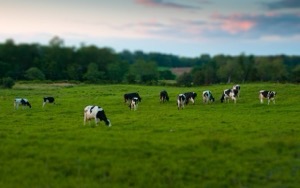 Cows grazing.