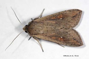 California moth.
